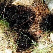 Croatia - sea hedgehogs