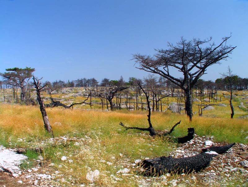 Burned Hvar slopes in Croatia