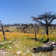 Burned Hvar slopes in Croatia