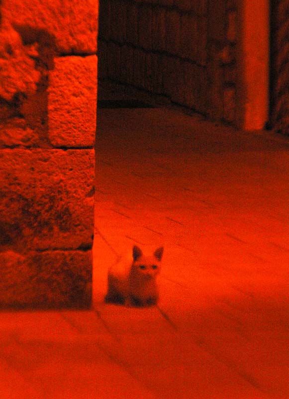 A cat in night streets