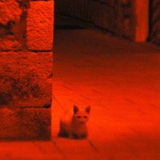 A cat in night streets