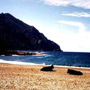 Cows at the beach in Corsica