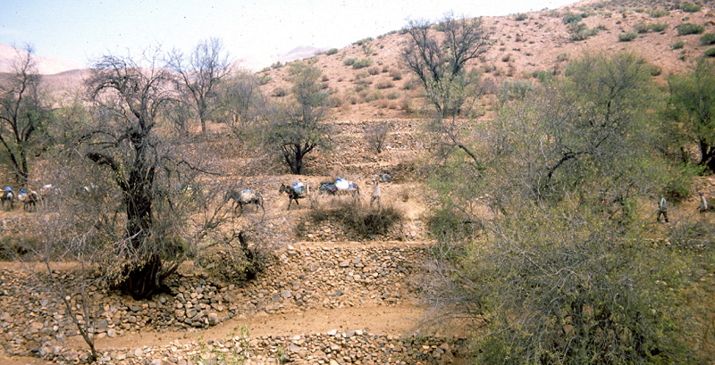 Donkey caravan in the Atlas mountains