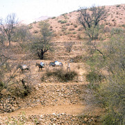 Donkey caravan in the Atlas mountains