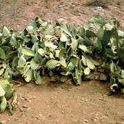 You can eat this - cactus fruit