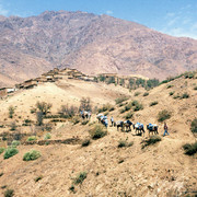 Donkey caravan in Marocco