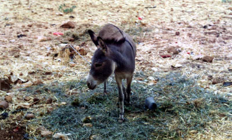 Donkey on the road