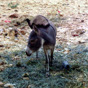 Donkey on the road