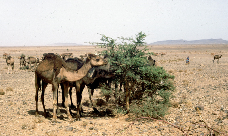 Camels near Sahara
