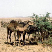 Camels near Sahara