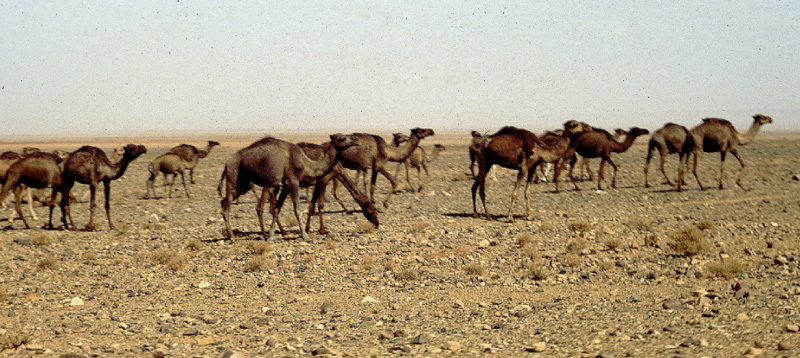 Camels on the desert