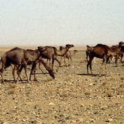 Camels on the desert