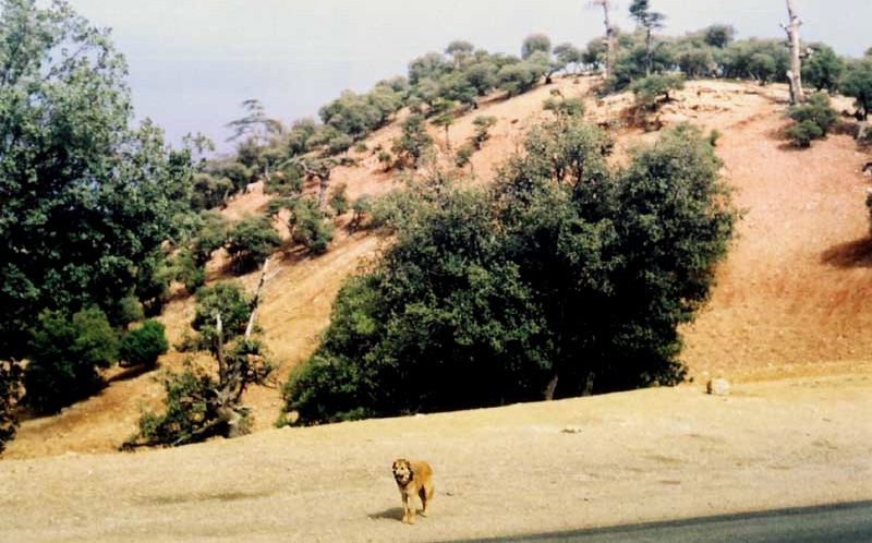 Marocco - a hungry dog