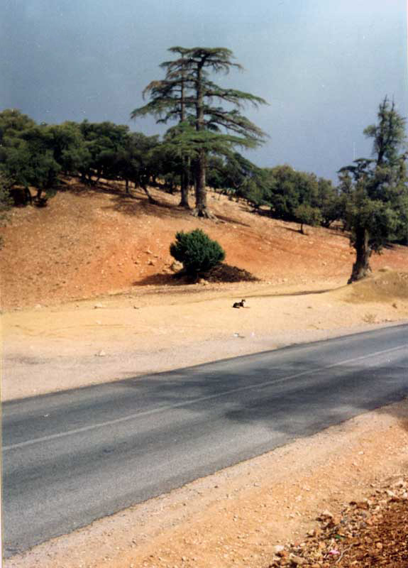 On the road in Marocco