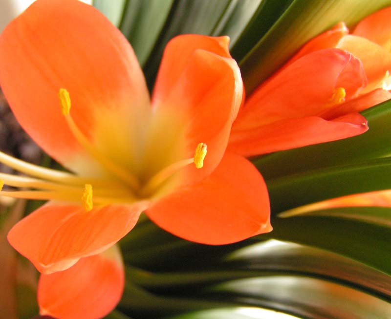 Clivia