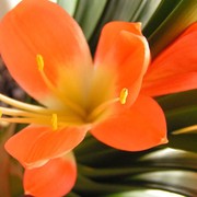 Clivia