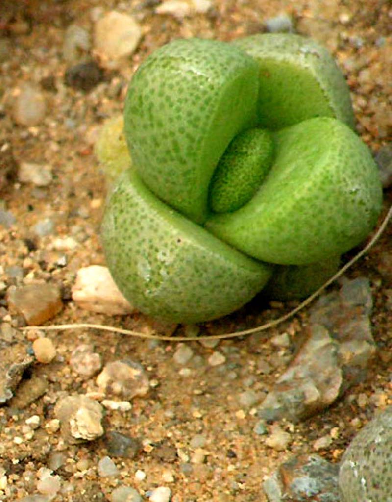 Lithops 01