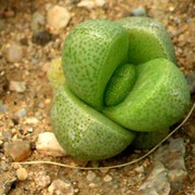 Lithops 01