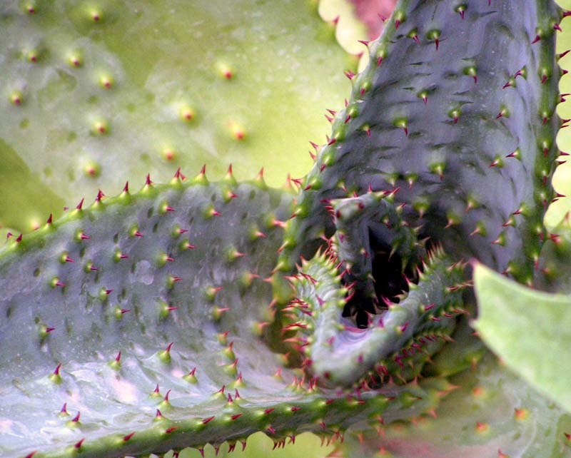 A detail of Aloe