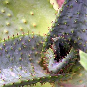 A detail of Aloe