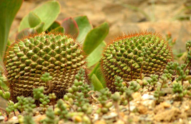 Two cactuses