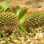 Two cactuses