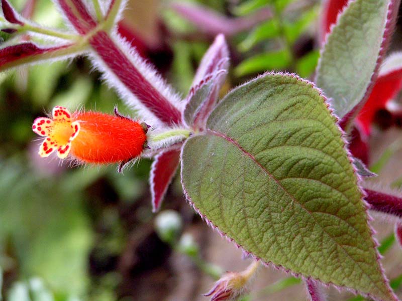 Kohleria