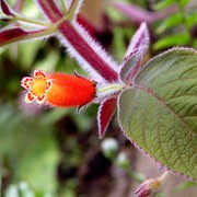 Kohleria