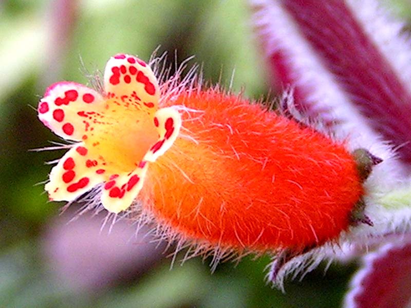 A detail of Kohleria