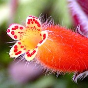 A detail of Kohleria