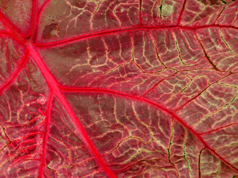 A detail of a leaf 01