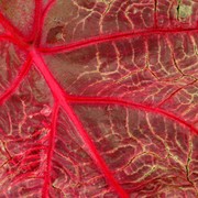 A detail of a leaf 01