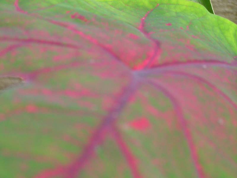 A detail of a leaf 03