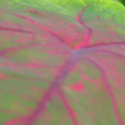 A detail of a leaf 03