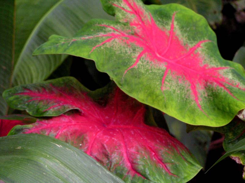 Caladium