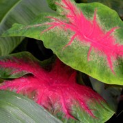 Caladium