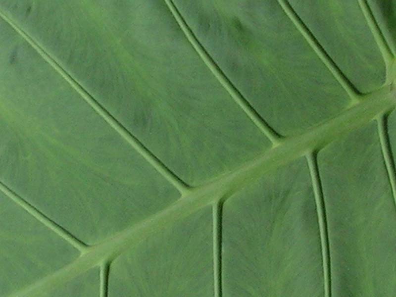 A detail of a leaf 02