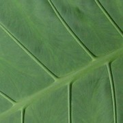 A detail of a leaf 02